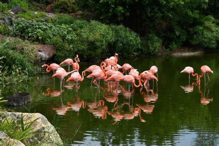 Are there pink flamingos in Hawaii?