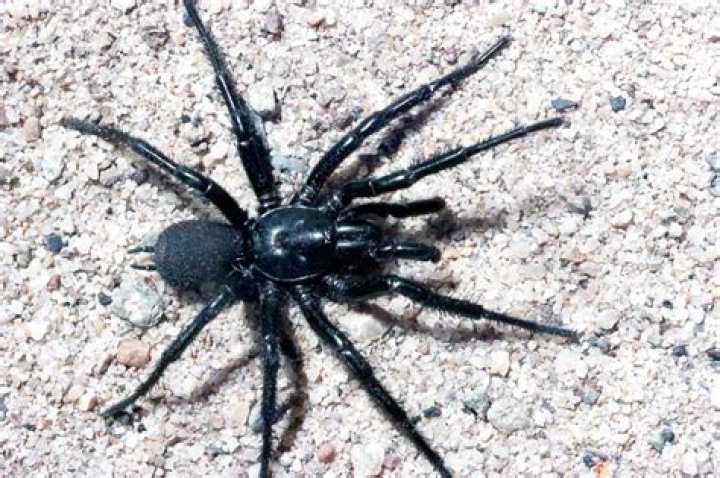 Are there spiders in Bahamas?