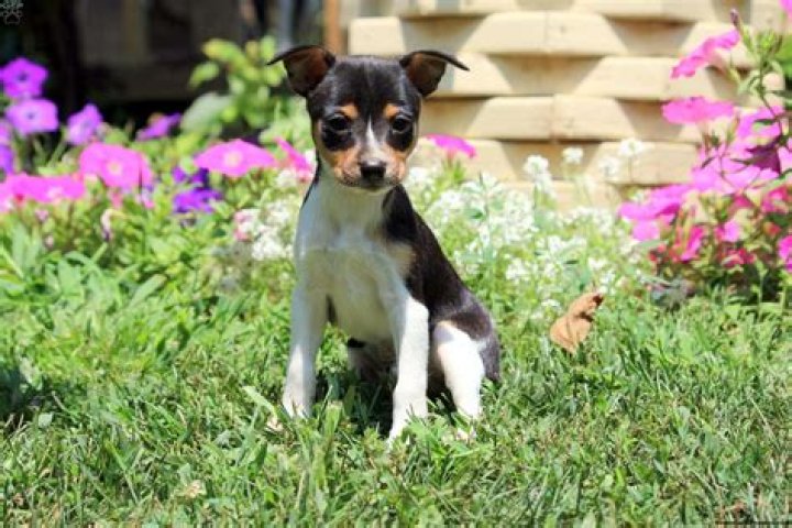 Are Toy Fox Terriers hyper?