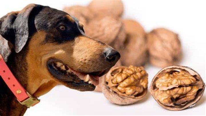 Are walnuts poisonous to dogs?