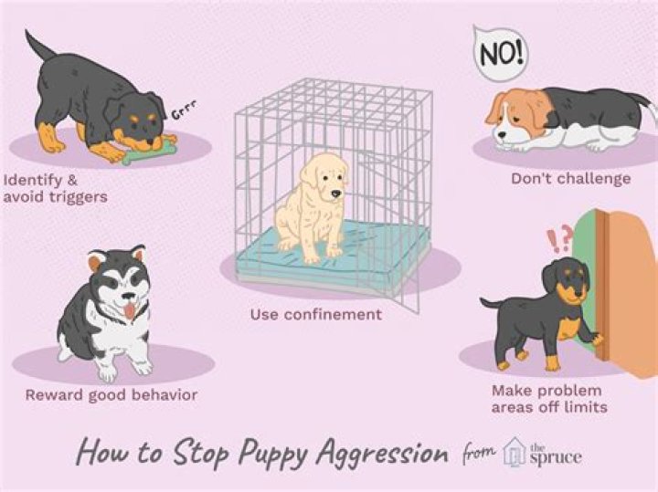At what age do dogs become aggressive?