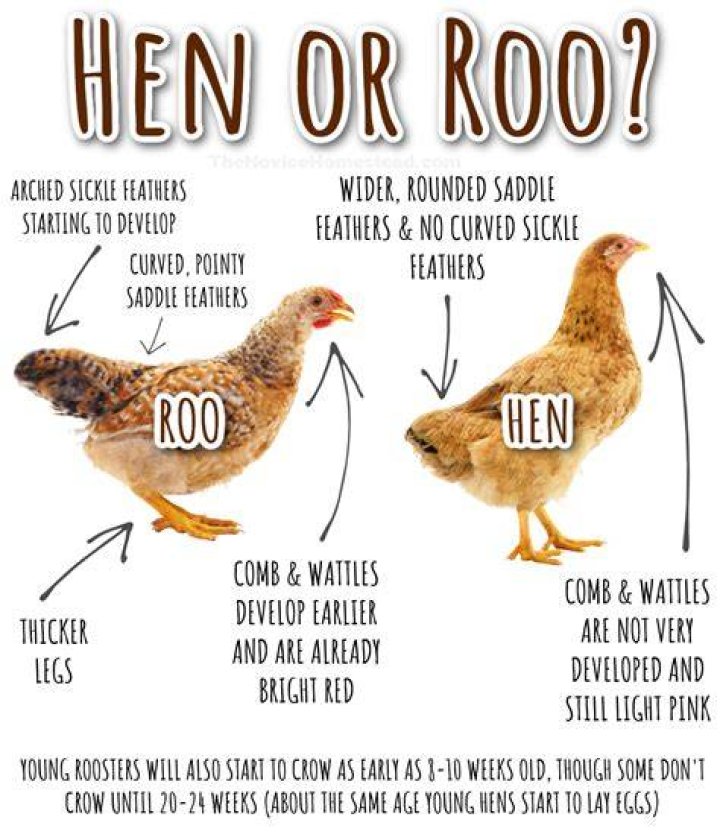 At what age do roosters combs turn red?