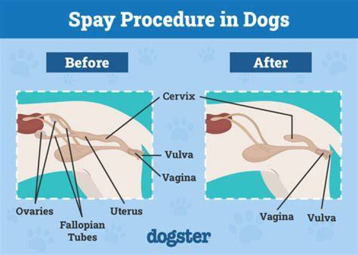 At what age should a female dog be spayed?