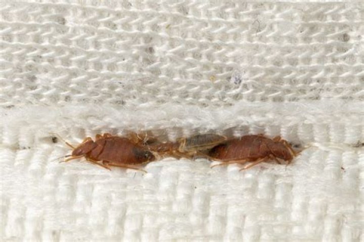 Can't find bed bugs but have bites?