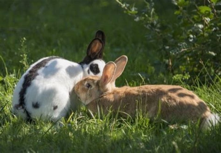 Can a buck and doe rabbit live together?