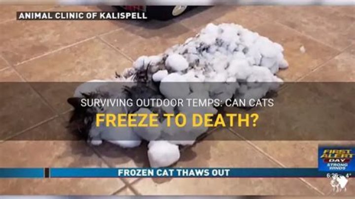 Can a cat freeze to death?