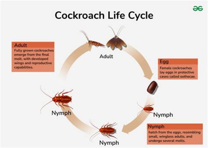 Can a cockroach live in a human body?