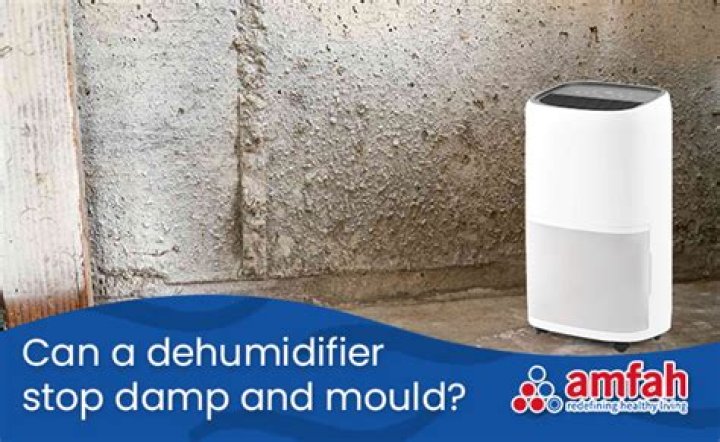 Can a dehumidifier stop mold?