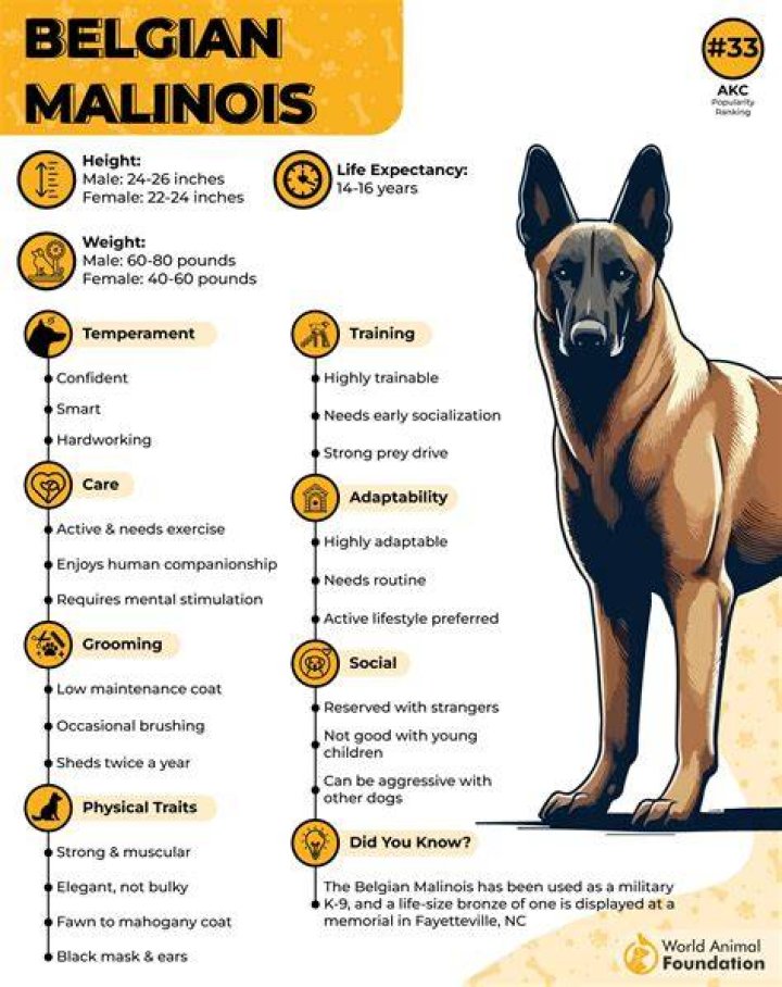 Can a dog be mentally challenged?