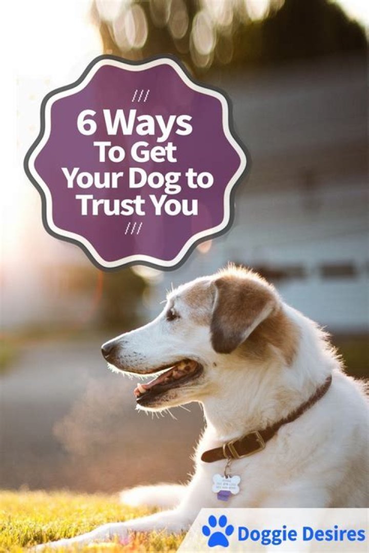 Can a dog trust you again?
