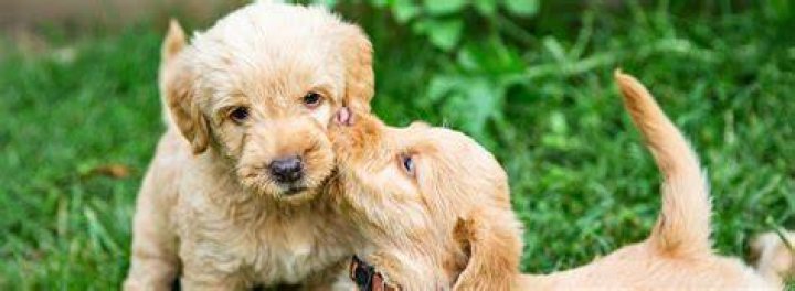 Can a female dog have puppies from two different males?