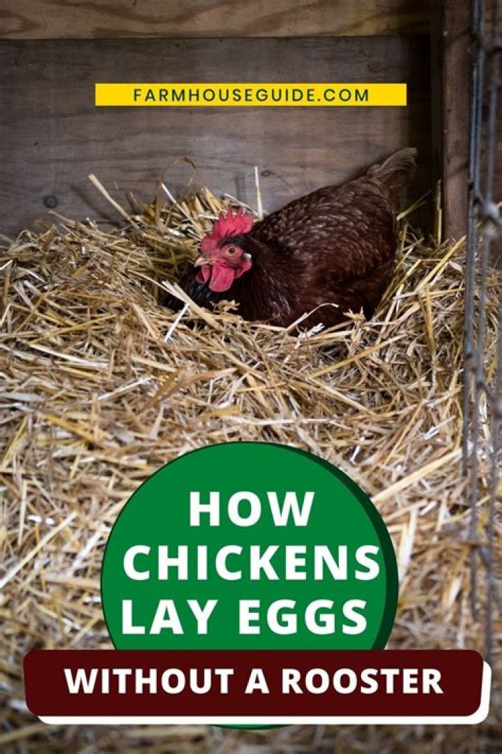 Can a hen lay eggs without a rooster?