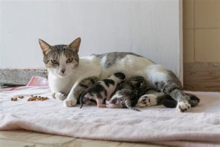 Can a male cat be around newborn kittens?
