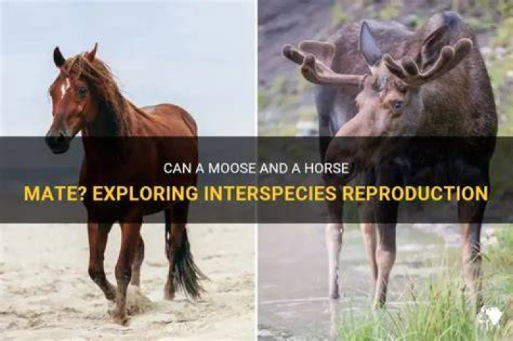 Can a moose and a horse mate?