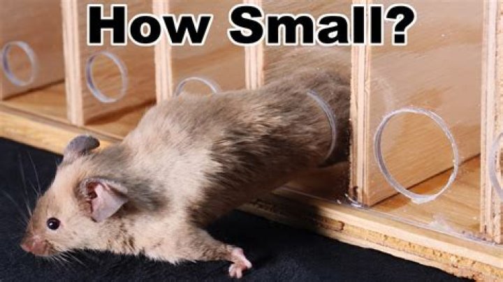 Can a mouse get through a closed door?