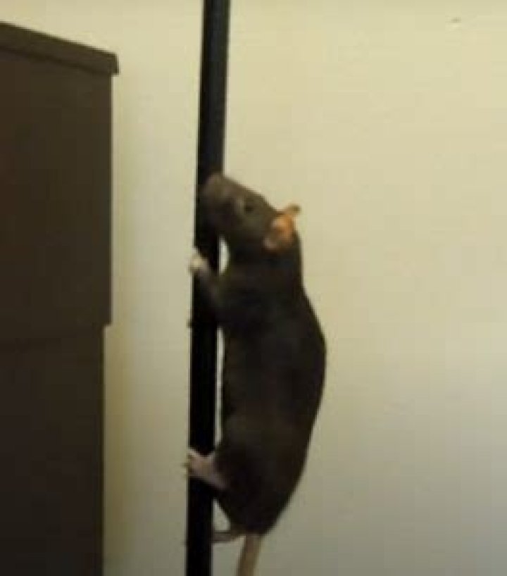 Can a rat climb a wall?