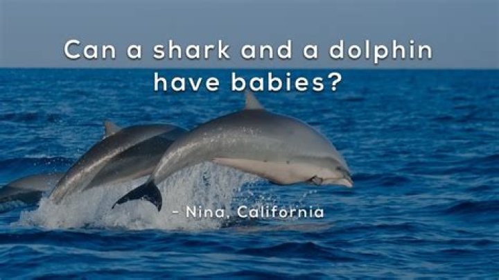 Can a shark and a dolphin have a baby?