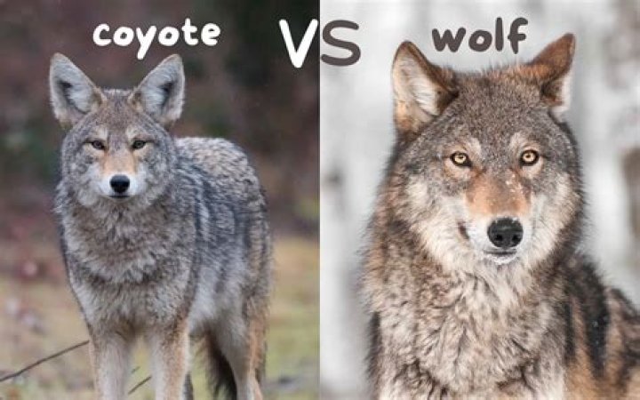 Can a wolf mate with a fox?