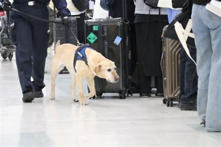 Can airport dogs smell Molly?
