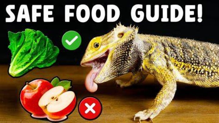 Can bearded dragons have applesauce?