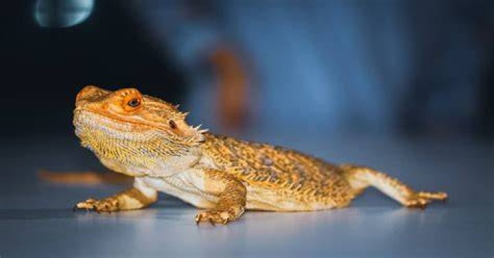 Can Beardies eat grapes?