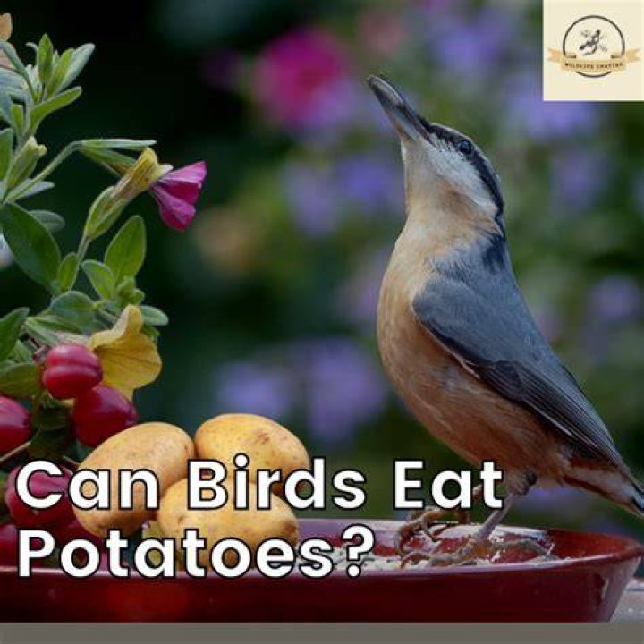 Can birds eat potatoes?
