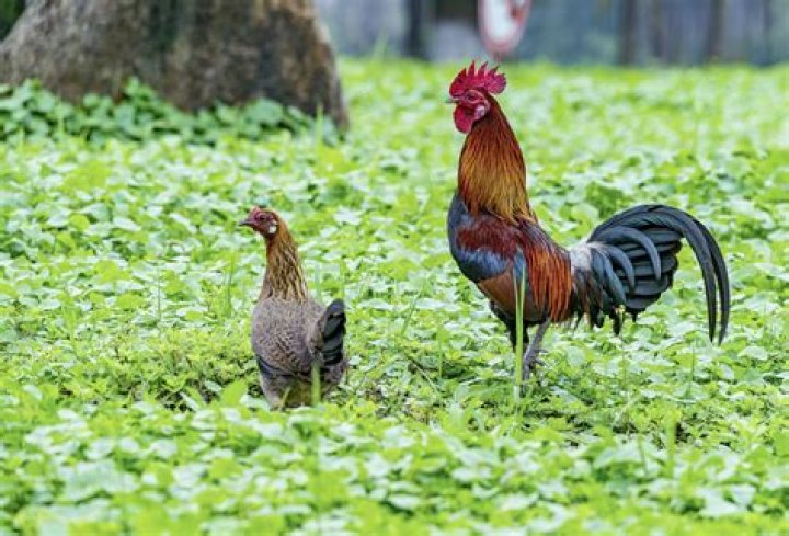 Can brother roosters live together?