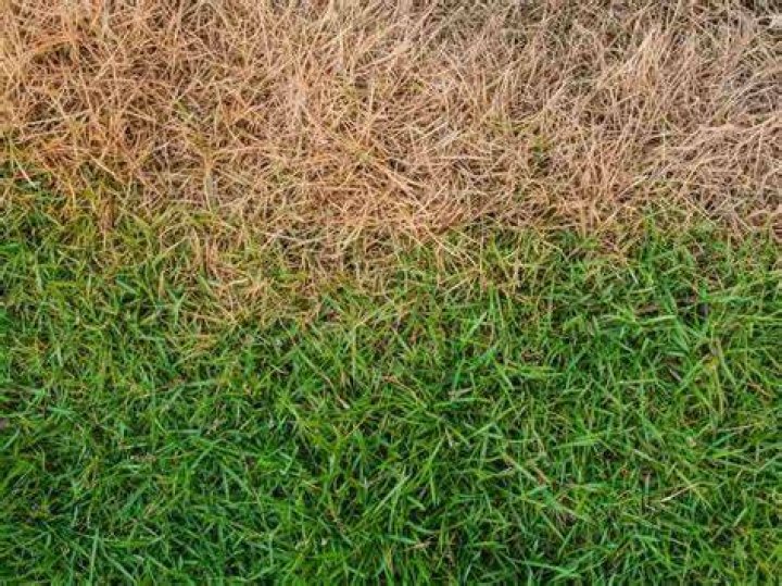 Can brown grass turn green again?
