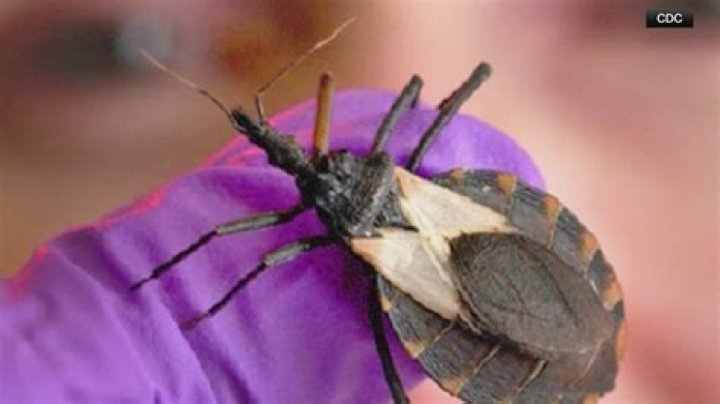 Can bugs get into a casket?