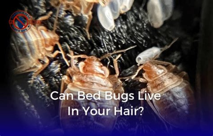 Can bugs live in your ear?