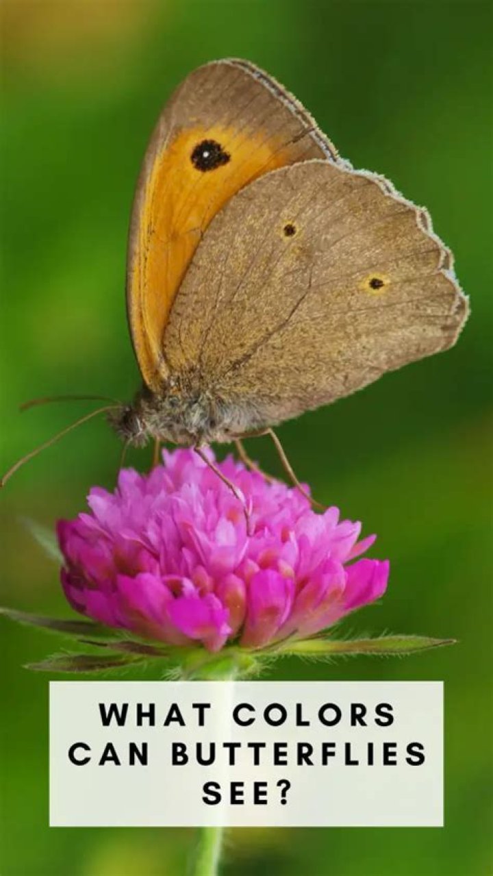 Can butterflies see their own beauty?