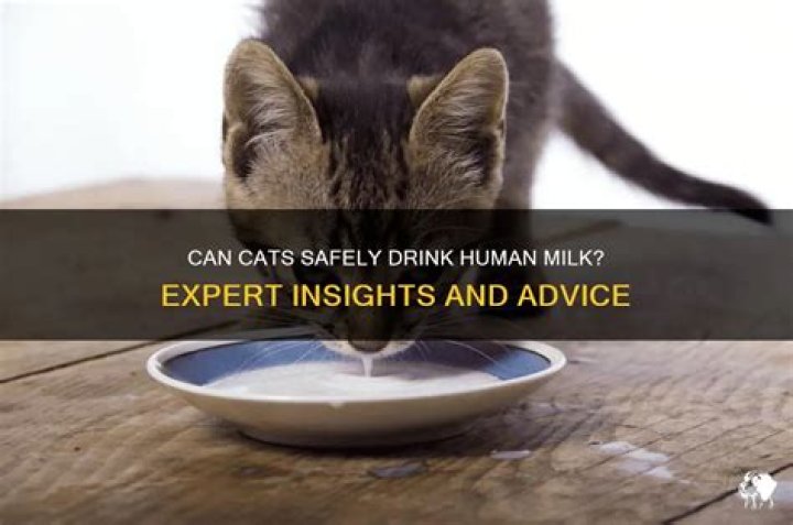 Can cat drink human milk?