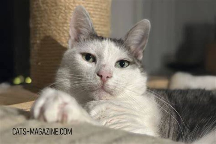 Can cat pee make you blind?