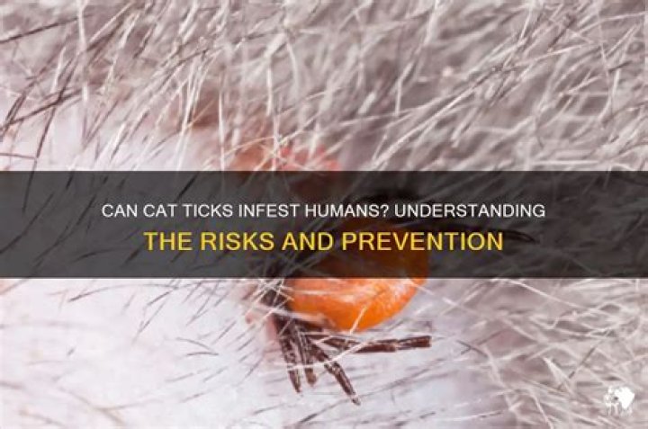 Can cat ticks live on humans?