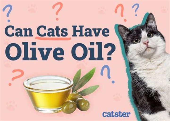 Can cats have olive oil?
