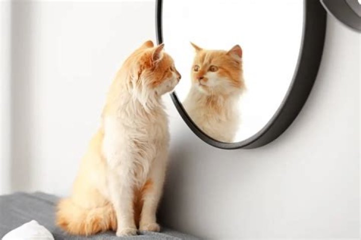 Can cats recognize themselves in a mirror?