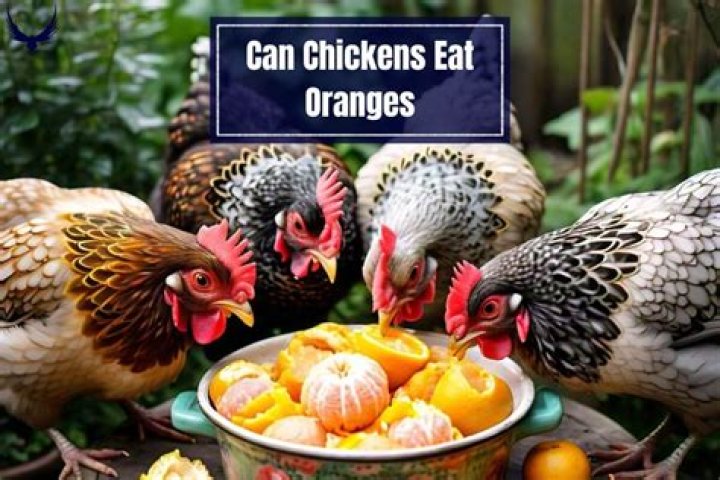 Can chickens eat orange peels?
