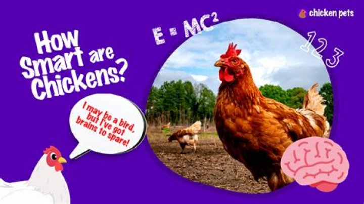 Can chickens survive on grass alone?