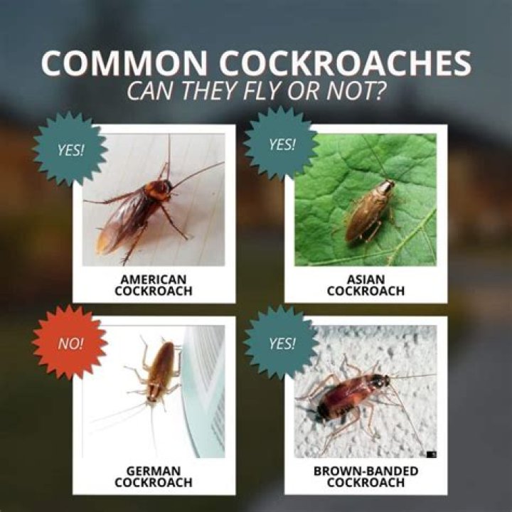 Can cockroaches see humans?