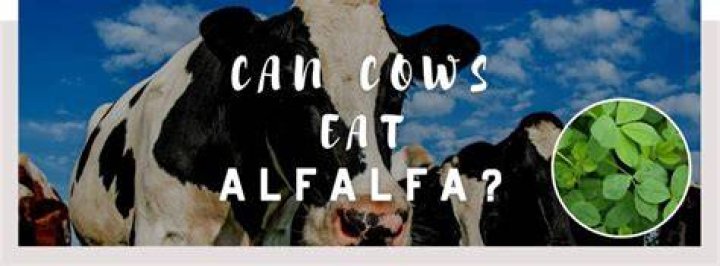Can cows eat alfalfa?