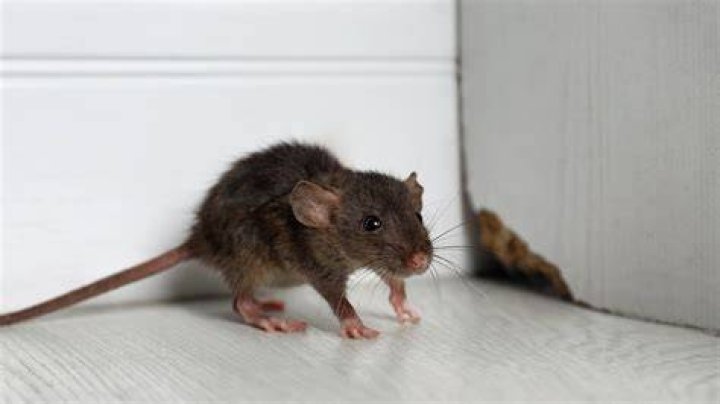 Can dirty laundry attract mice?