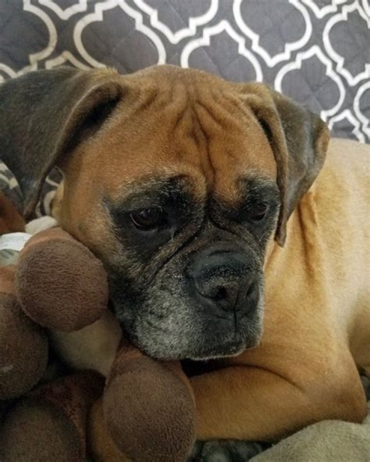 Can dogs become suicidal?
