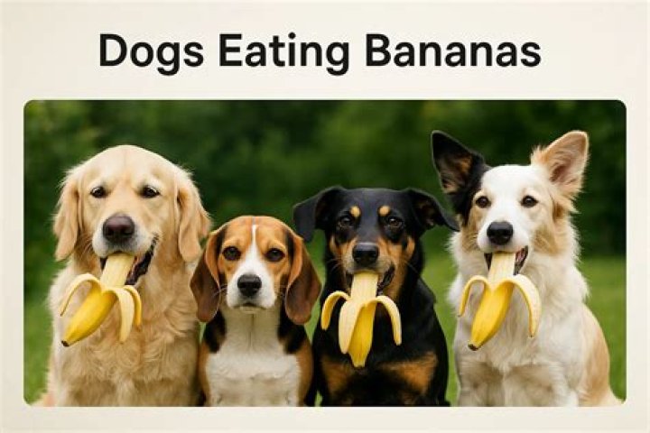 Can dogs eat bananas?