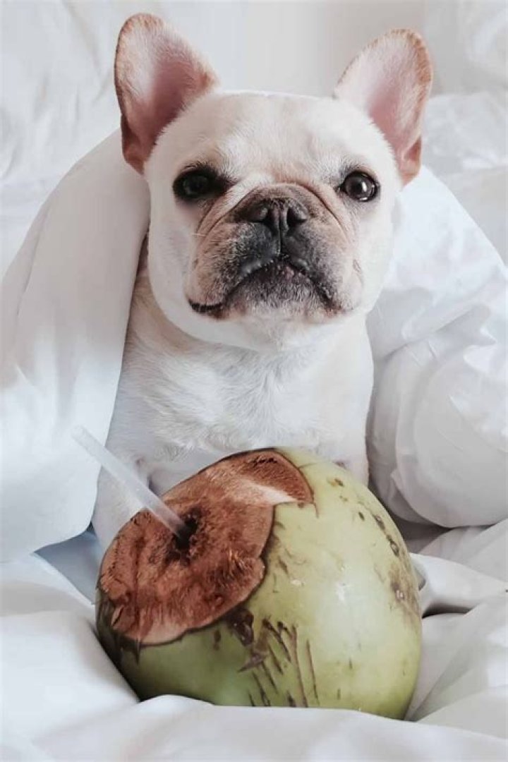 Can dogs eat coconut?