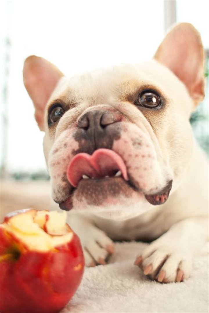 Can dogs eat the skin of an apple?