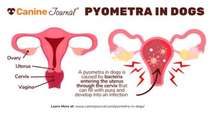 Can dogs get pregnant with pyometra?