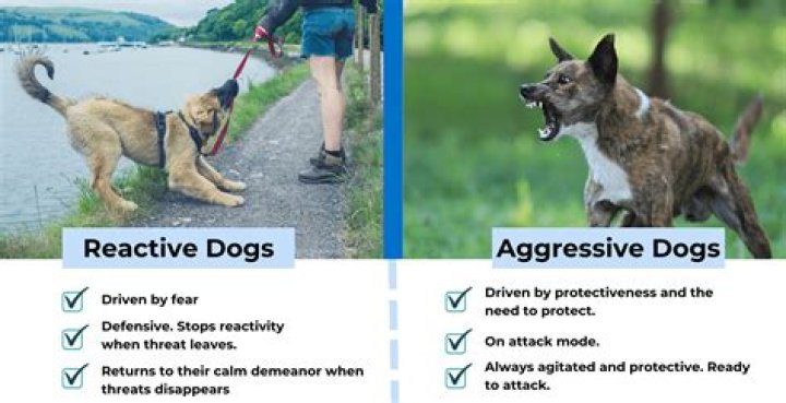 Can dogs have a nervous breakdown?