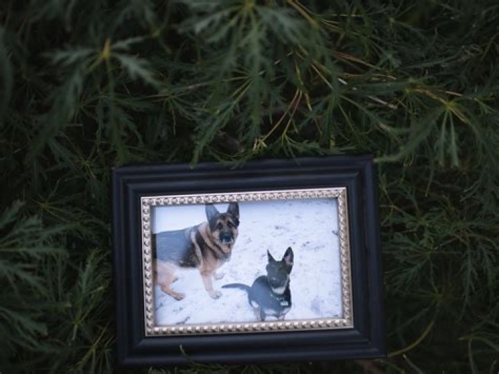 Can dogs predict death?