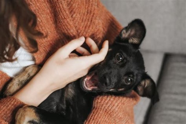 Can dogs smell evil in a person?