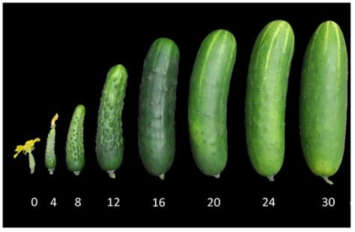 Can ducks have cucumbers?